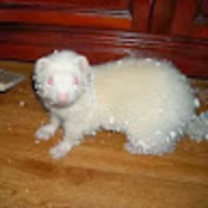 Meet your Posher, Sandy